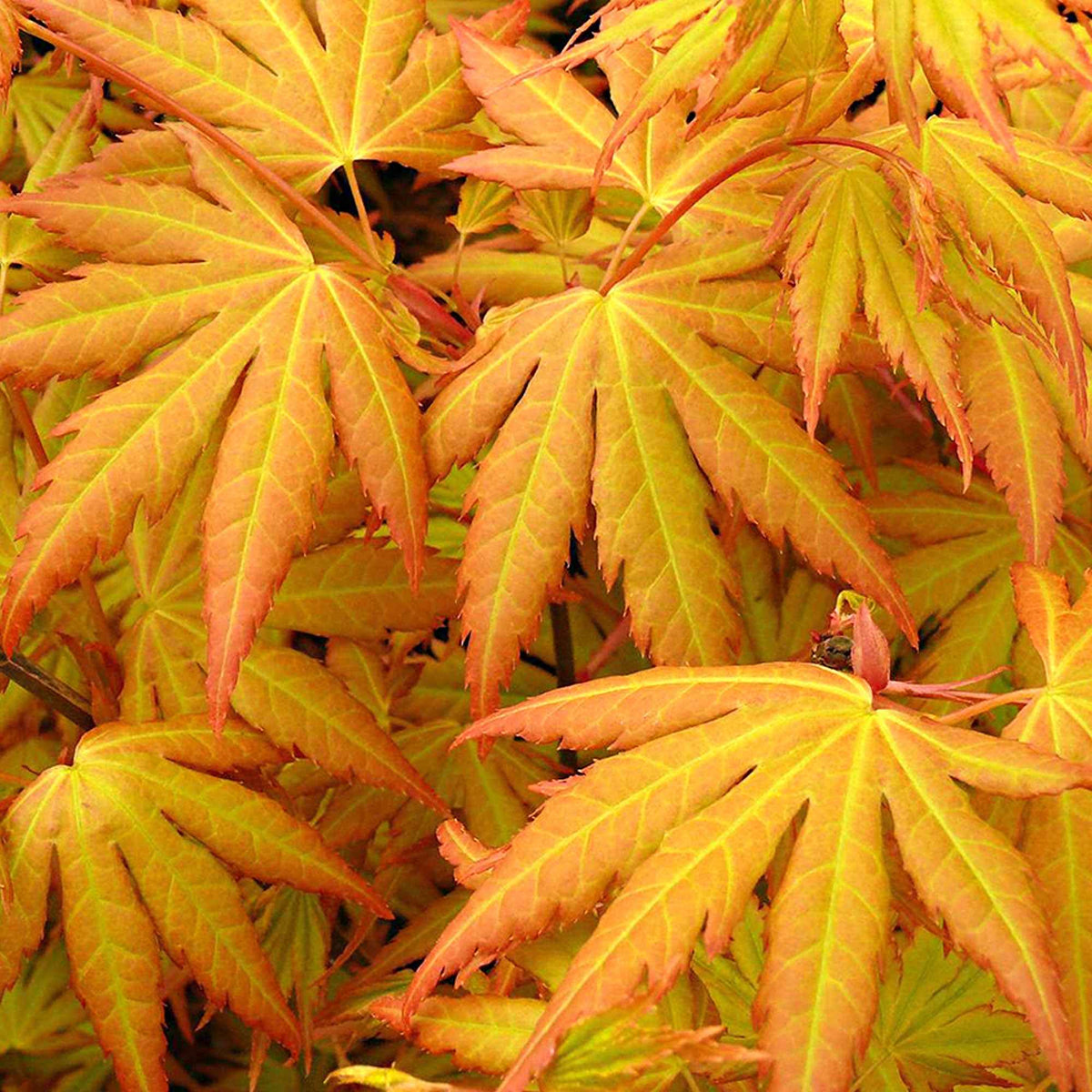 Erable du Japon Rêve orange - Acer palmatum orange dream - Plantes