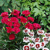 3 Œillets mignardise David - Dianthus plumarius david - Plantes