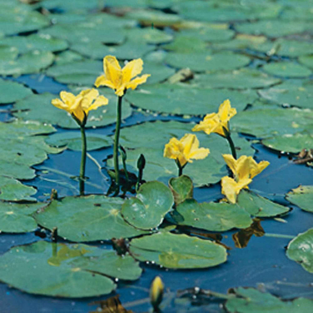 Limnanthème Faux nénuphar - Nymphoides peltata - Willemse