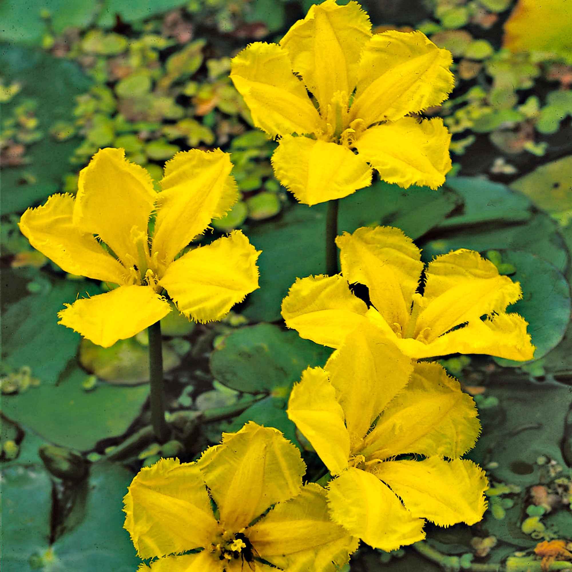 Limnanthème Faux nénuphar - Nymphoides peltata - Plantes aquatiques