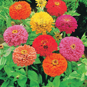 Zinnias à fleurs de dahlia en mélange - Zinnia elegans - Graines de fleurs