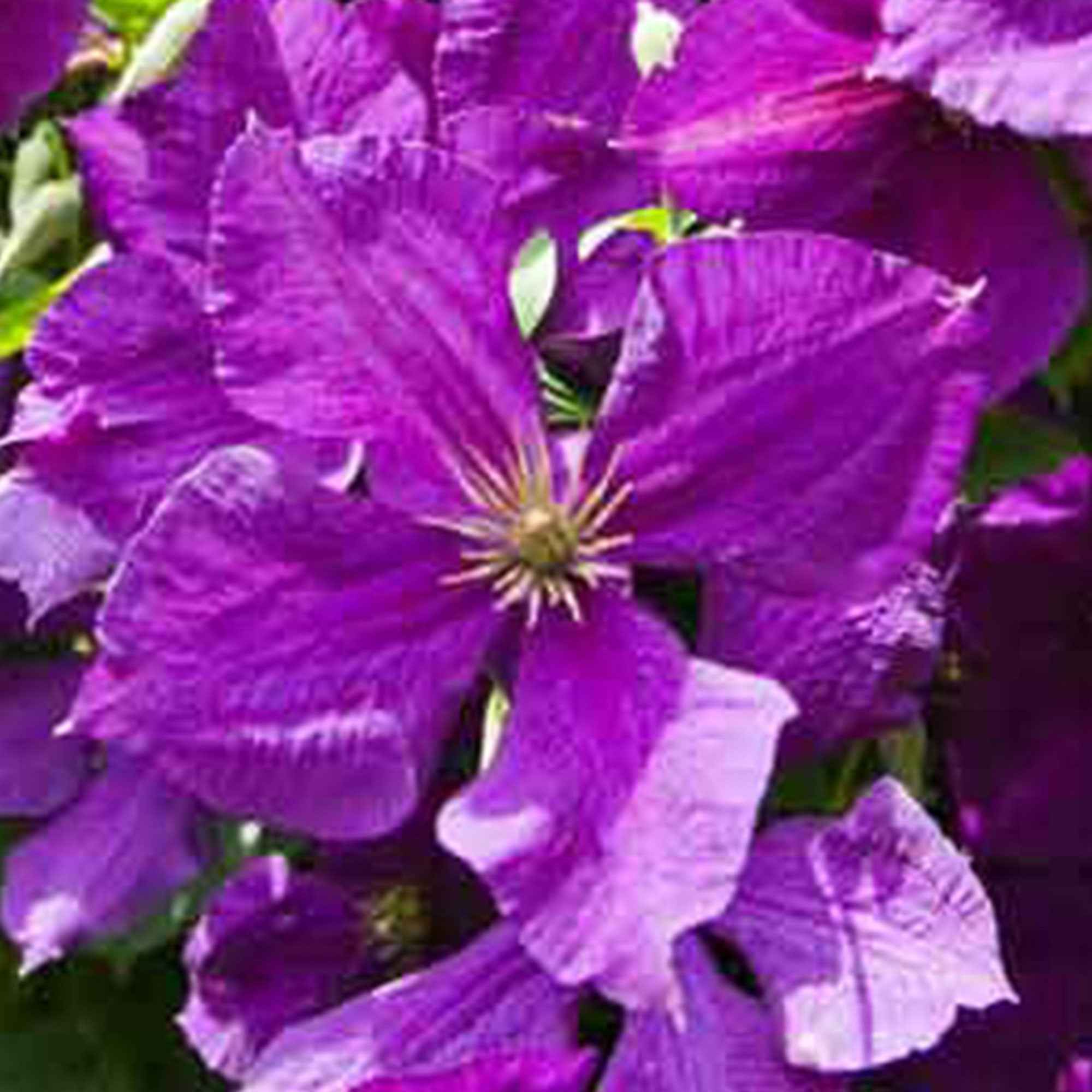 Clématite Jackmanii - Clematis Jackmanii