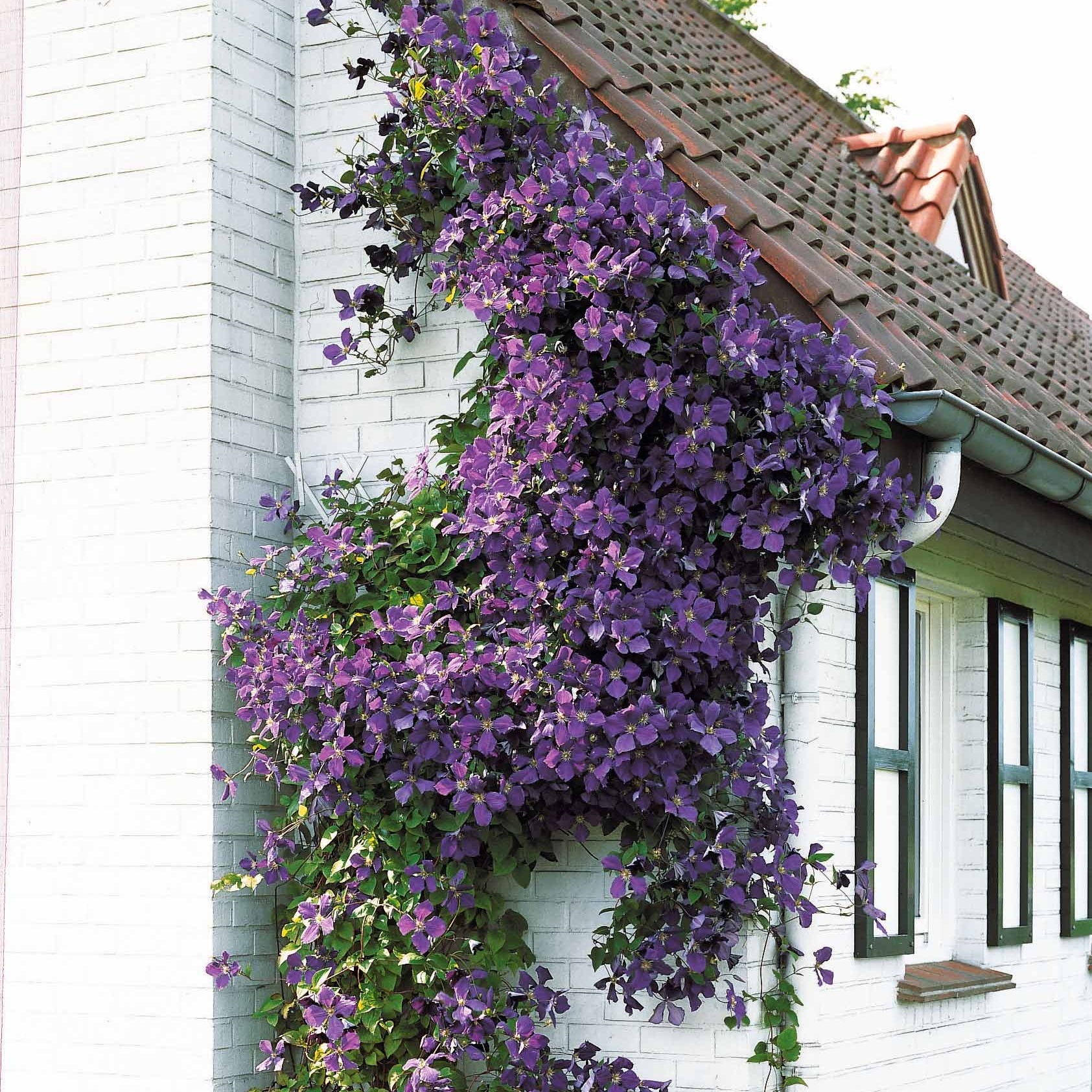 Clématite Jackmanii - Clematis Jackmanii