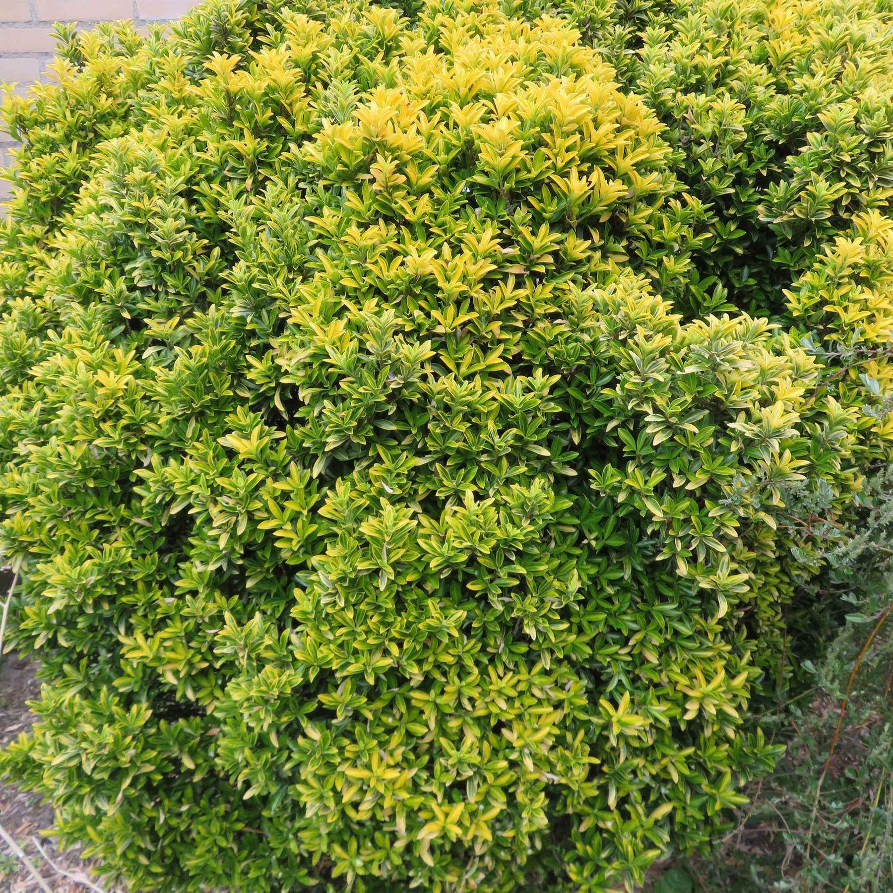 3 Fusains du Japon aureovariegatus - Euonymus japonicus 'microphyllus aureovariegatus' - Plantes