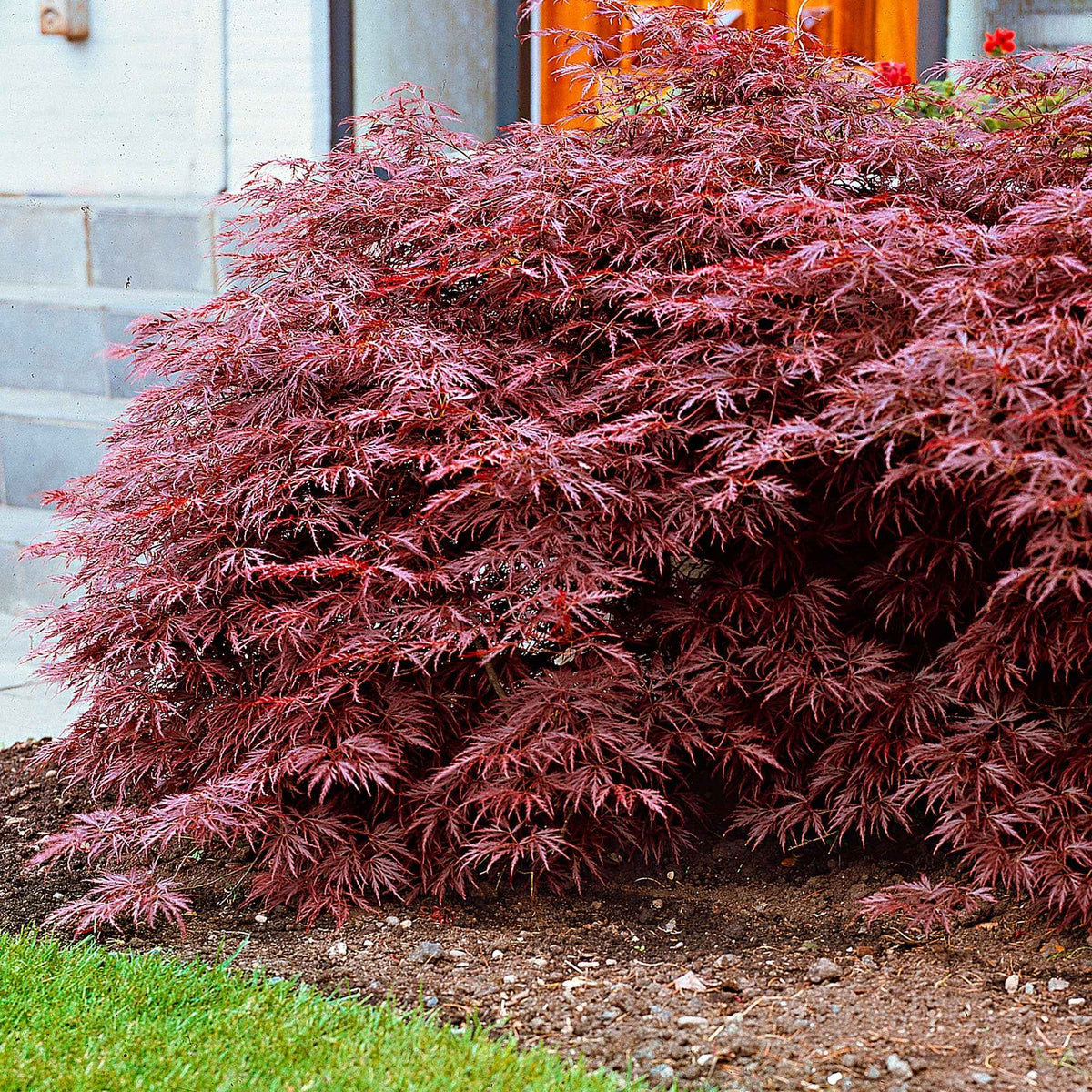 Erable du Japon Garnet - Acer palmatum dissectum garnet - Plantes