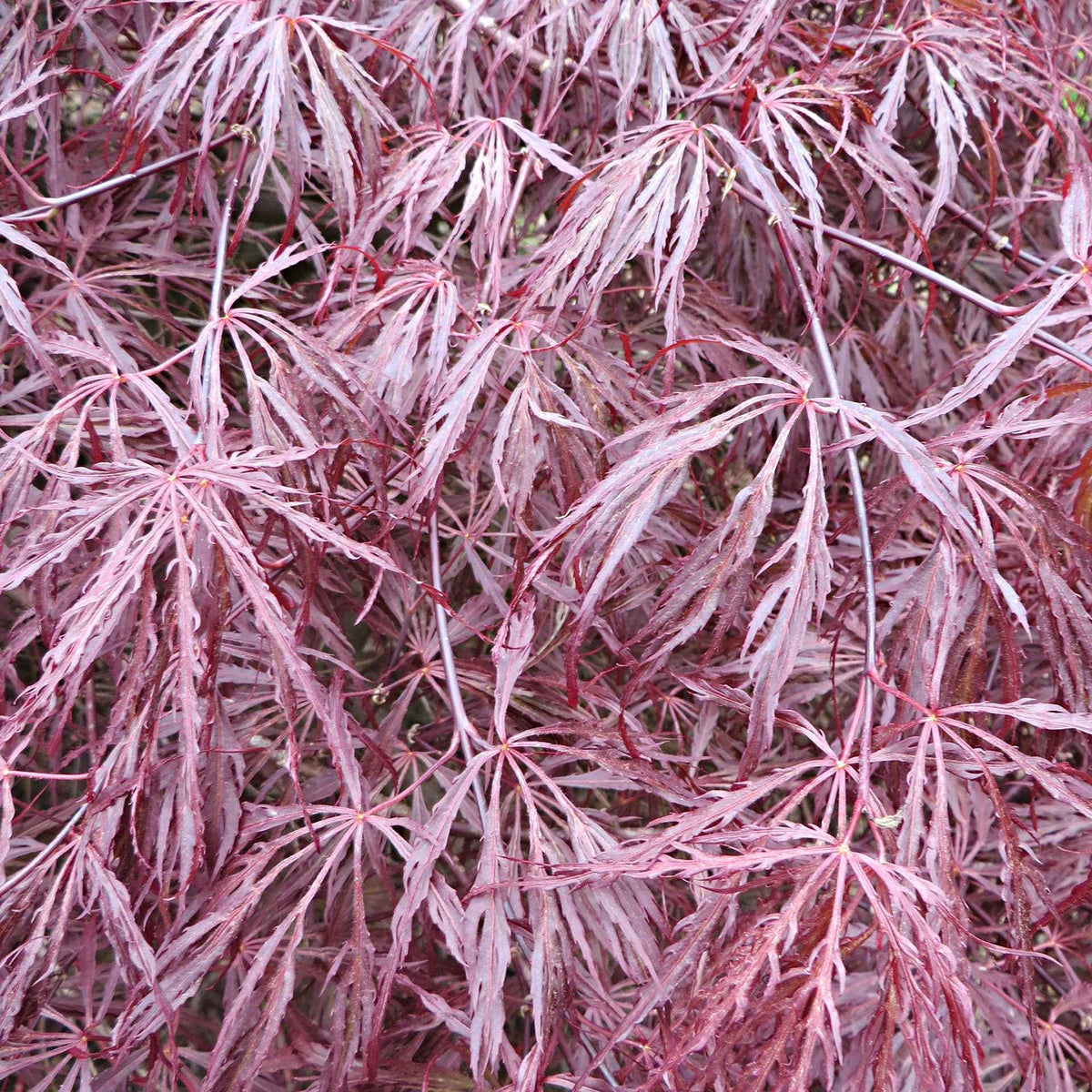 Erable du Japon Garnet - Acer palmatum dissectum garnet - Erable du Japon