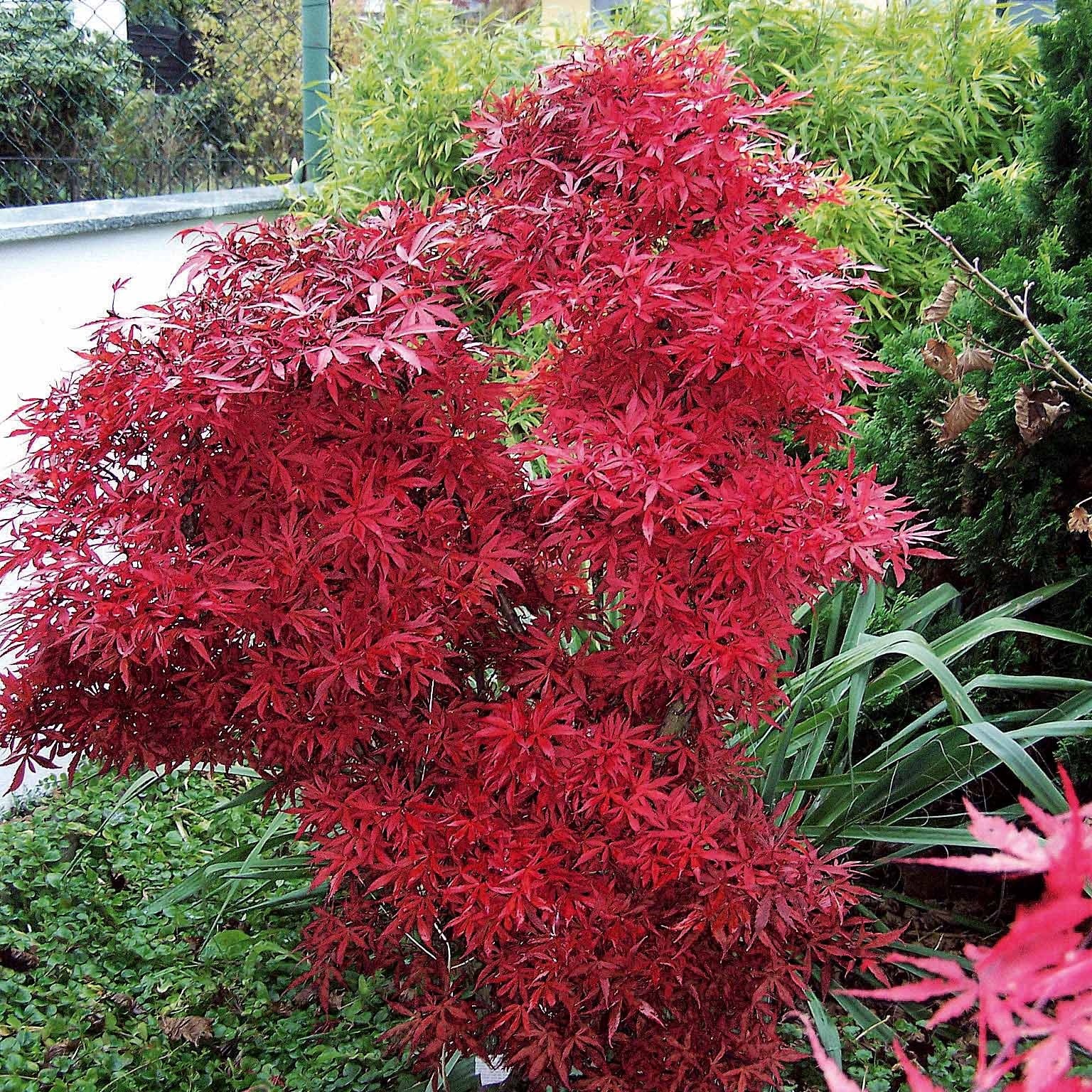 Erable du Japon Shaina - Acer palmatum shaina