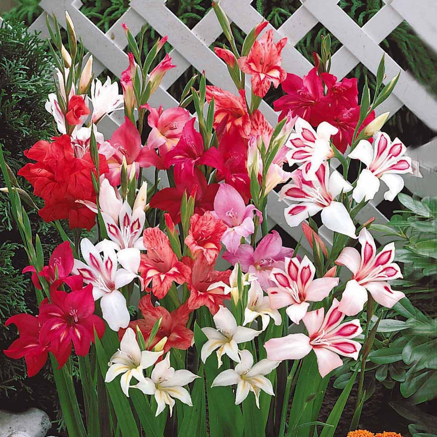 20 Glaïeuls nains en mélange - Gladiolus nanus - Glaïeul