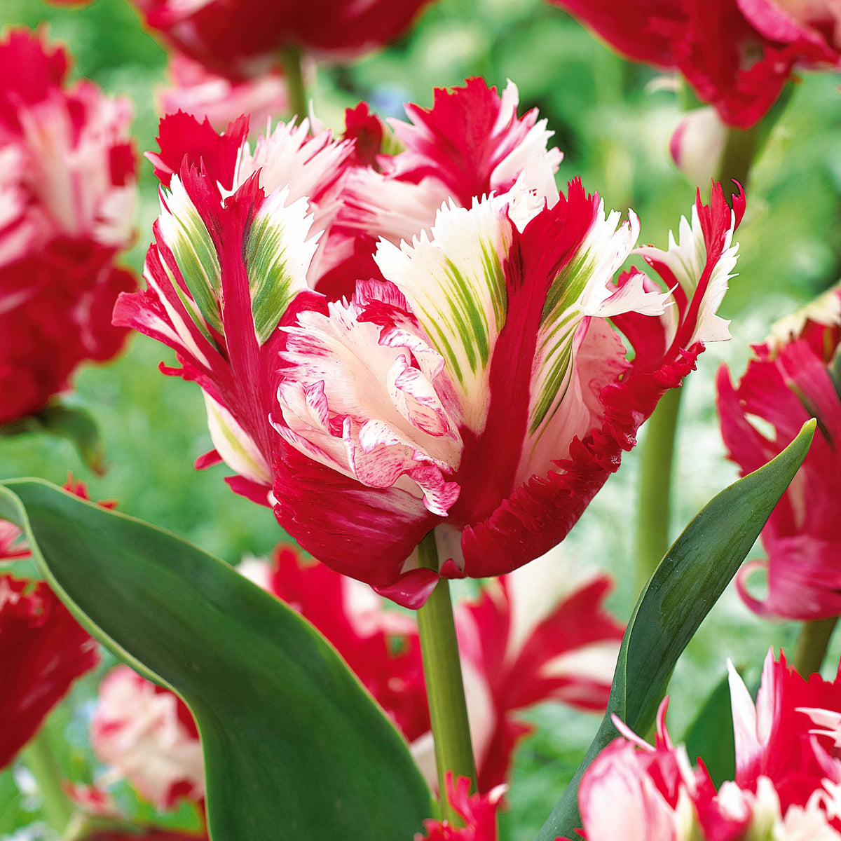 10 Tulipes perroquet Estella Rijnveld - Tulipa estella rijnveld - Plantes