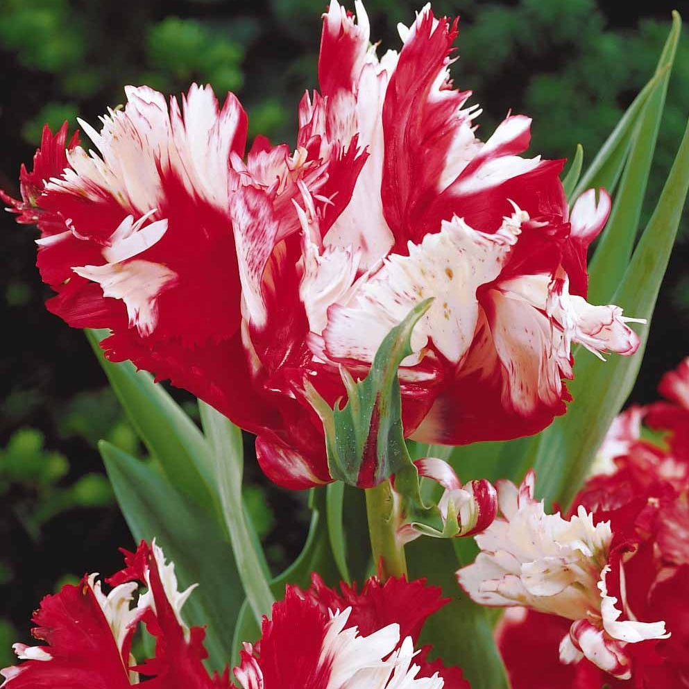 10 Tulipes perroquet Estella Rijnveld - Tulipa estella rijnveld