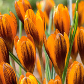 15 Crocus orange - Crocus chrysanthus orange monarch - Crocus