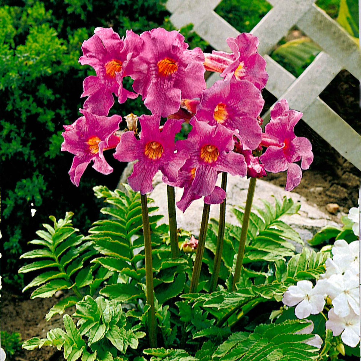 3 Incarvillées de Delavay - Incarvillea delavayi - Plantes vivaces