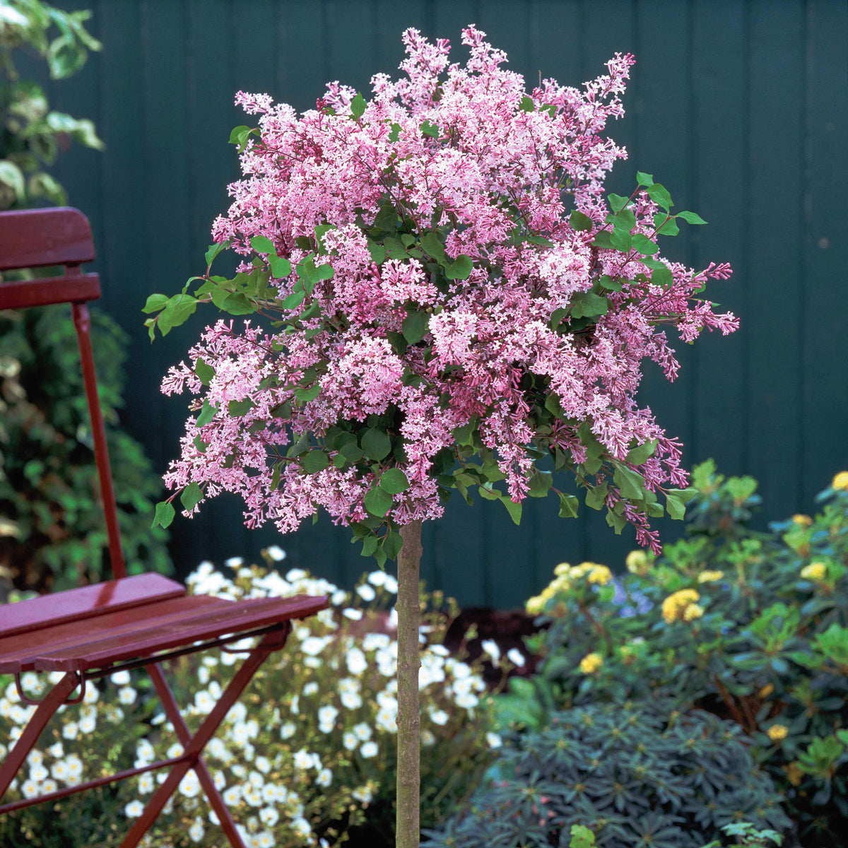 Lilas nain 'Palibin' sur tige