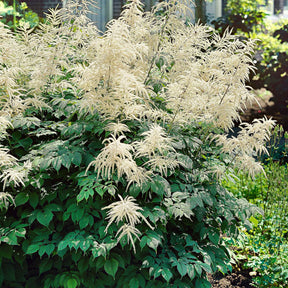 3 Barbes de bouc dioïques - Aruncus dioicus - Plantes