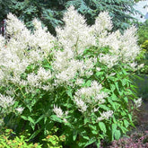 3 Barbes de bouc dioïques - Aruncus dioicus - Plantes vivaces