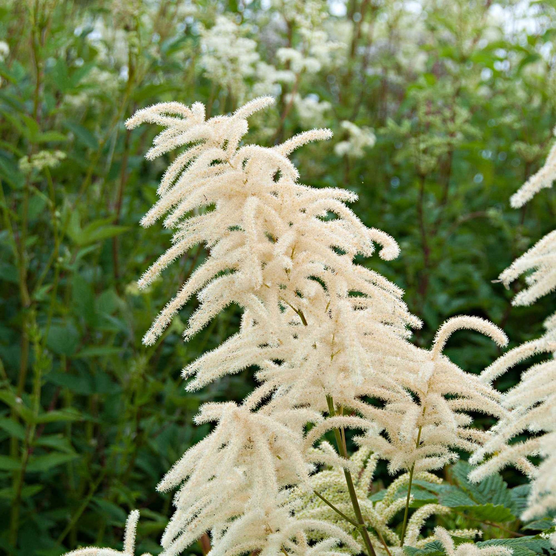 3 Barbes de bouc dioïques - Aruncus dioicus - Fleurs vivaces