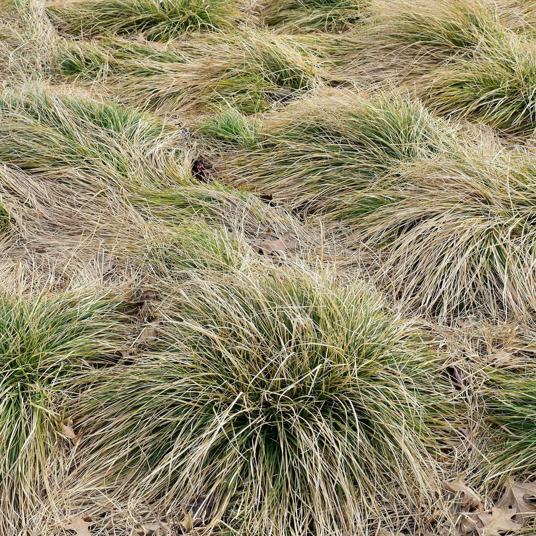 Laîche Frosted Curls - Carex - Carex comans frosted curls - Plantes vivaces