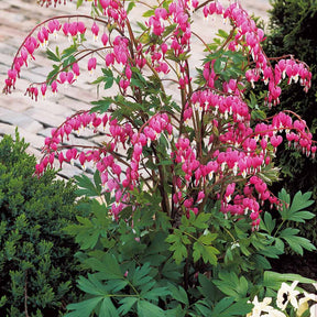 Coeur de Marie - Dicentra spectabilis