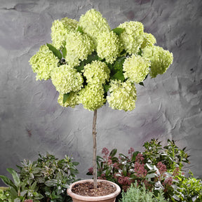 Hortensia paniculé Limelight ® sur tige - Hydrangea paniculata limelight ®