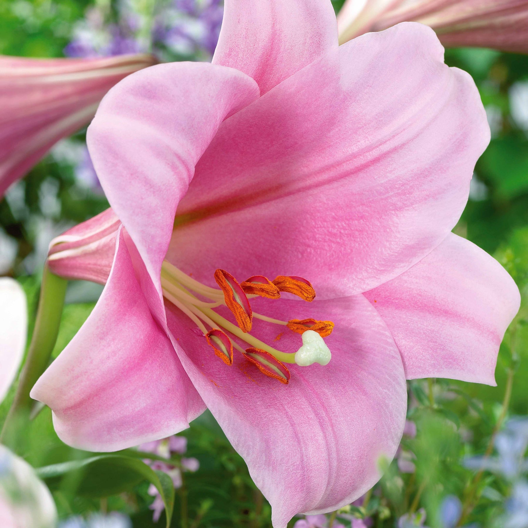 3 Lis Trompette Chant de cloche - Lilium longiflorum x orientalis bell song - Plantes