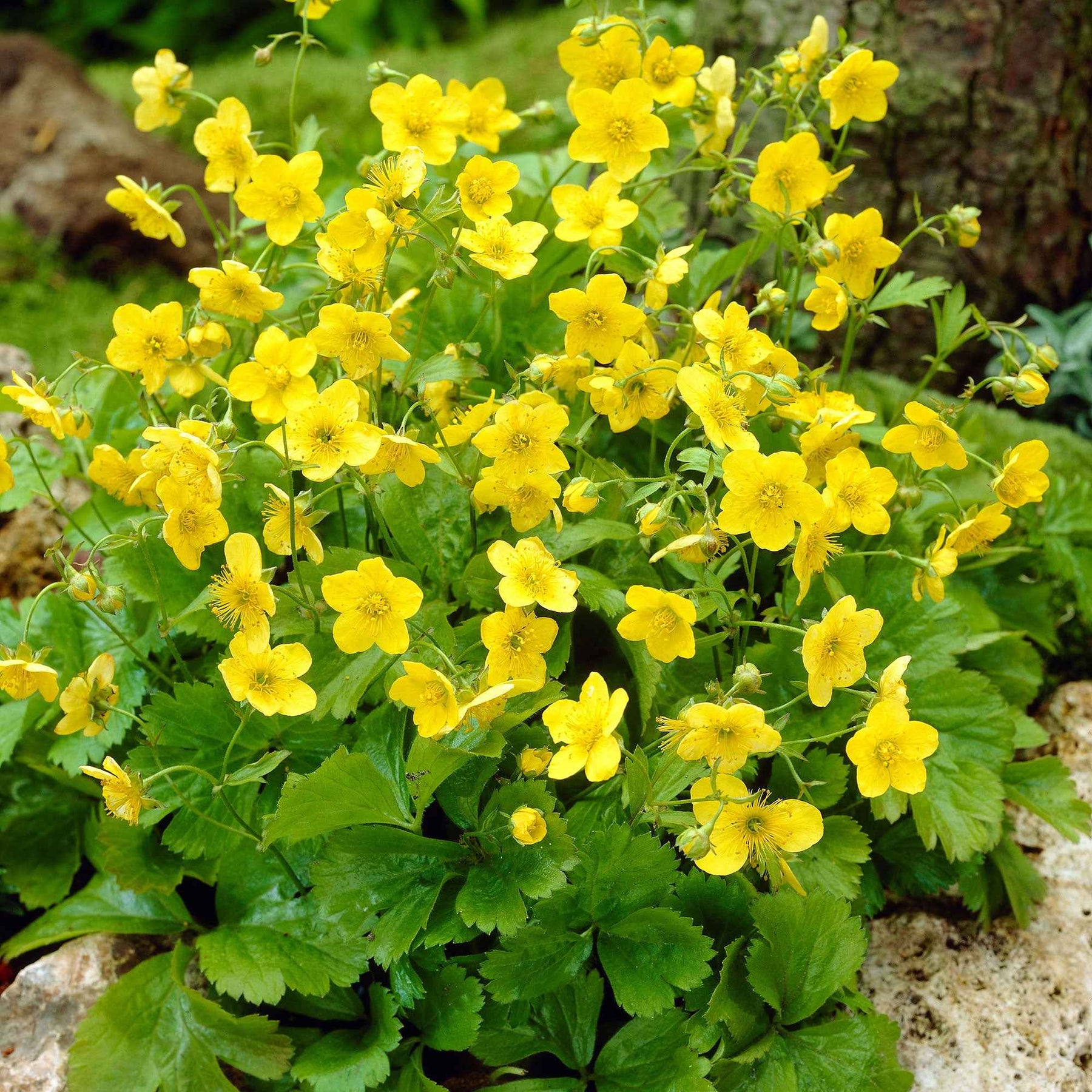 3 Waldsteinia ternata - Waldsteinia ternata - Plantes