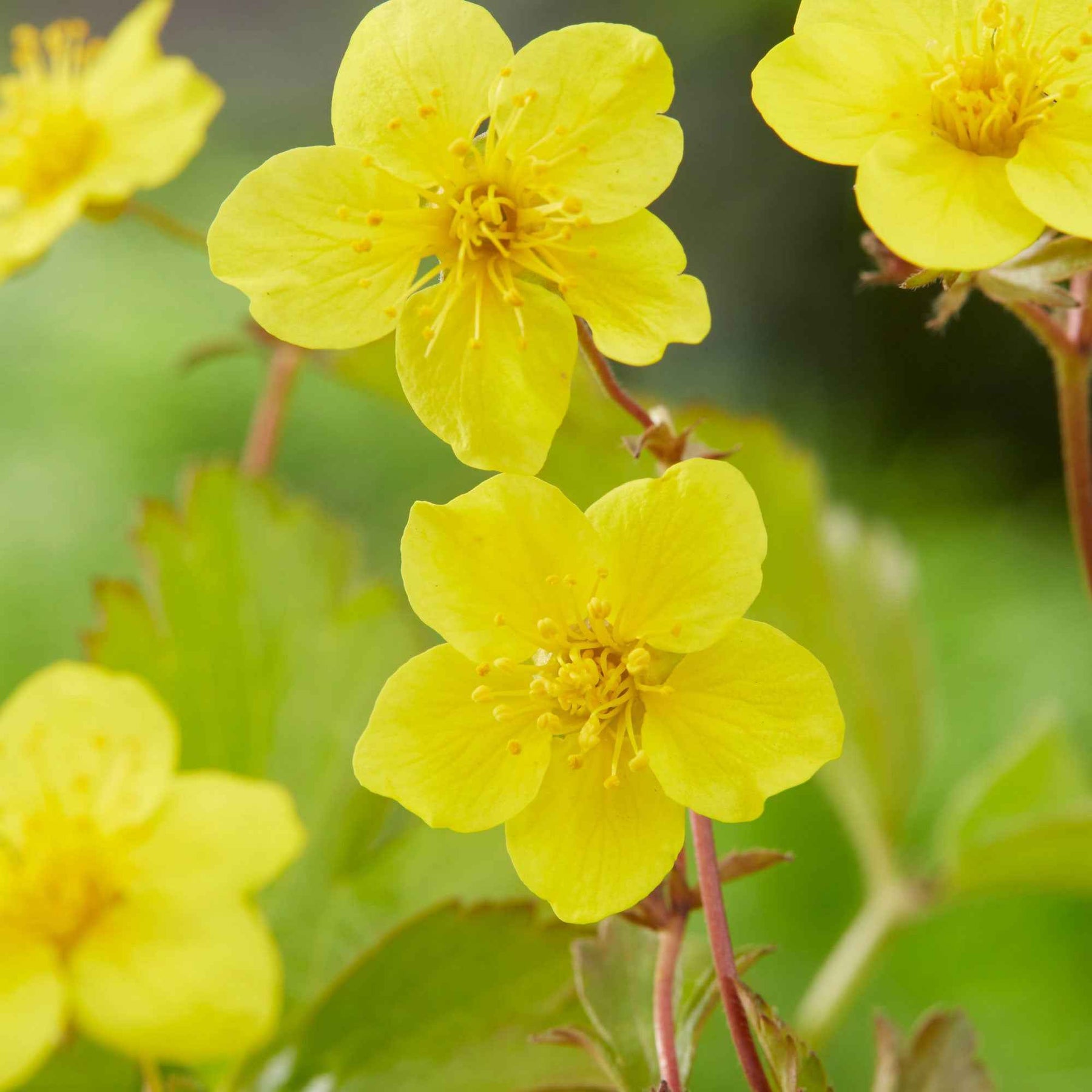 3 Waldsteinia ternata - Waldsteinia ternata - Plantes vivaces