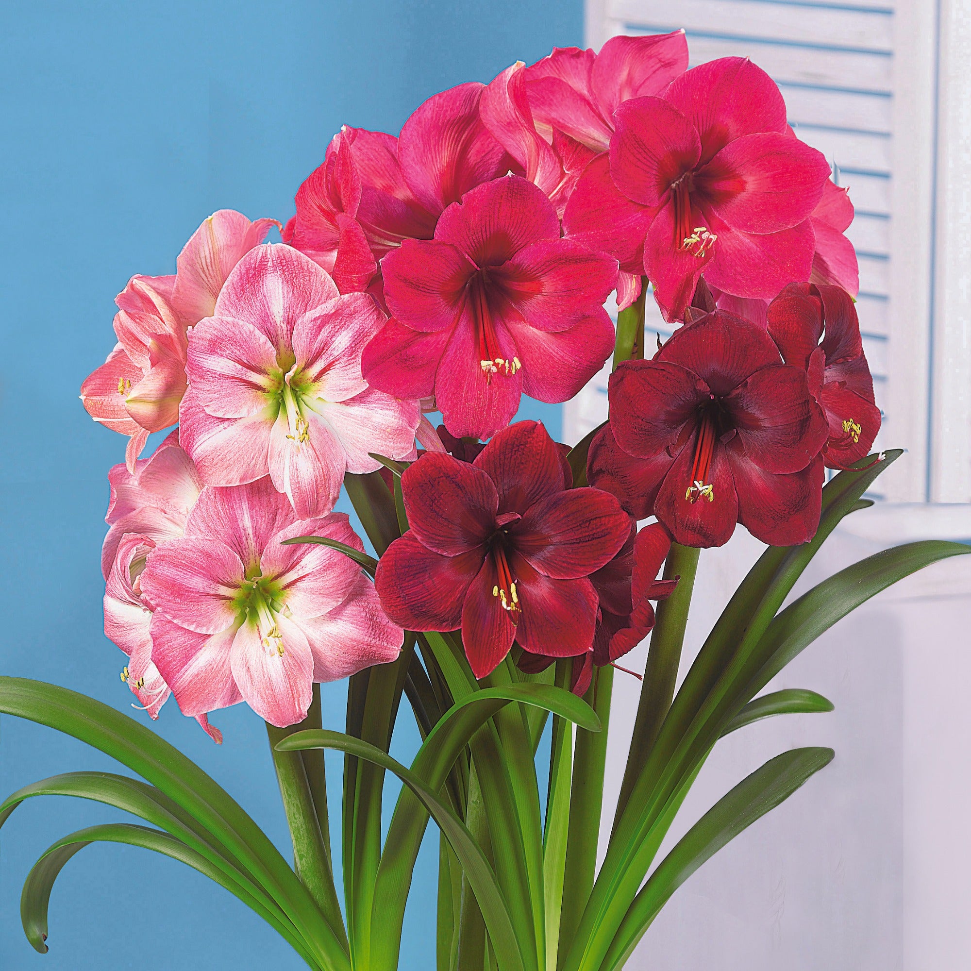 3 Amaryllis en mélange - Amaryllis 'hercules', 'carmen', 'apple blossom'