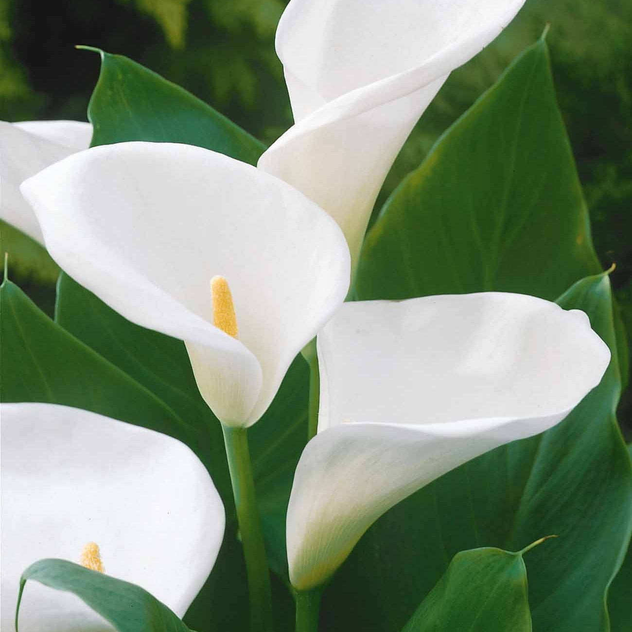 2 Arums blanc d'Ethiopie - Zantedeschia aethiopica