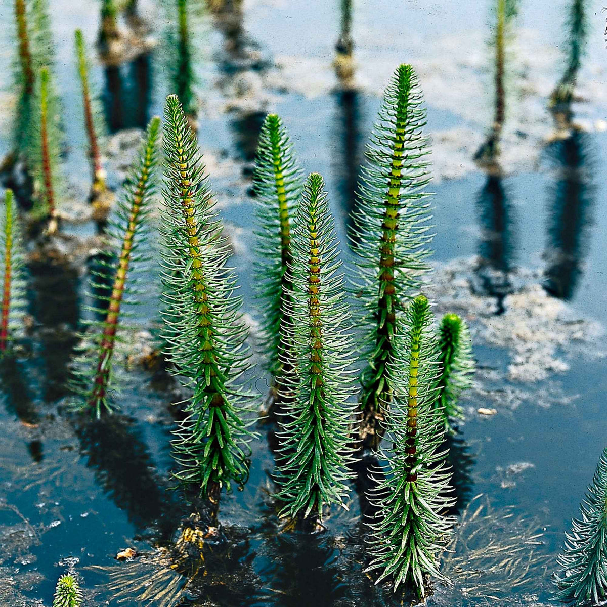 Pesse d'eau - Hippuris vulgaris - Hippuris vulgaris - Willemse