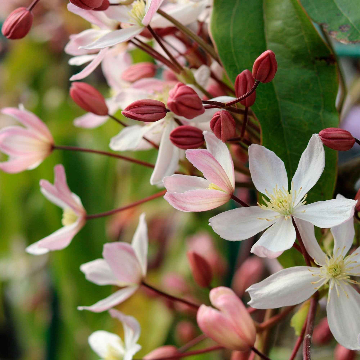 Clématite du Père Armand Apple blossom - Clematis armandii Apple Blossom - Willemse