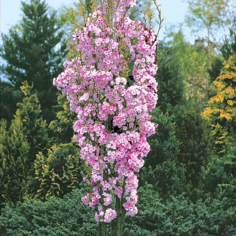 Cerisier à Fleurs Amanogawa Prunus Serrulata Amanogawa