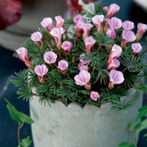 5 Oxalis Automne rose - Oxalis autumn pink