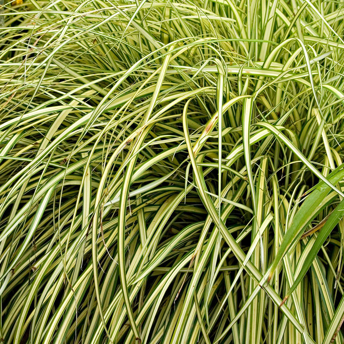 Laîche d'Oshima Evergold - Carex Evergold - Carex oshimensis evergold - Willemse
