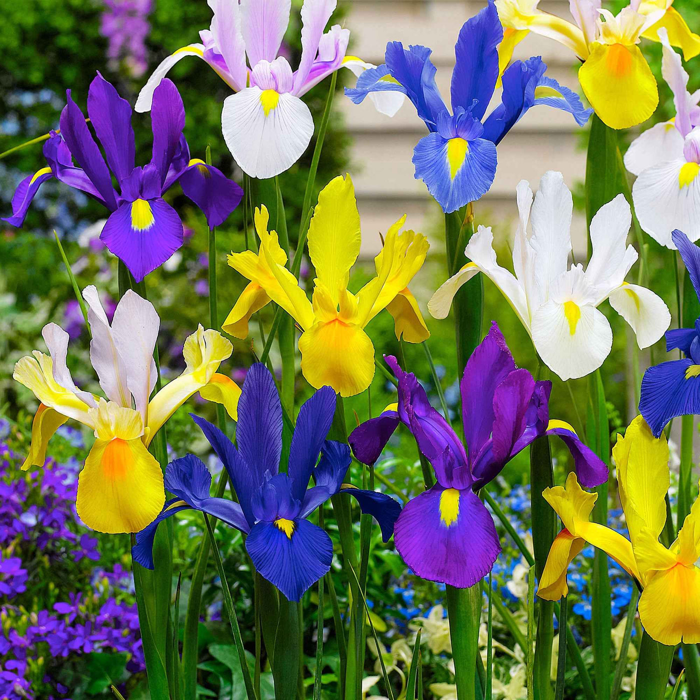 50 Iris de Hollande en mélange - Willemse