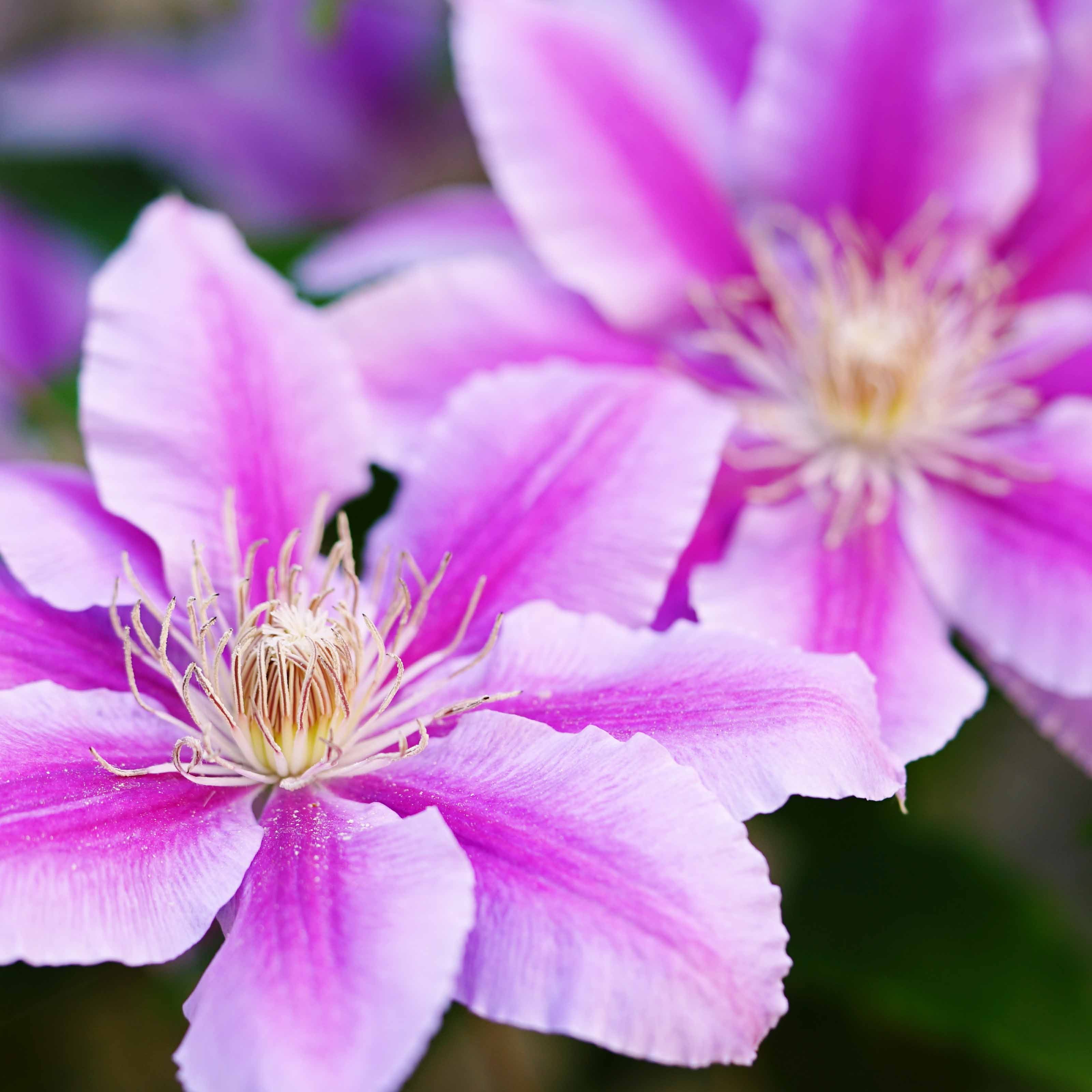 Clématite Piilu - Clematis patens Piilu