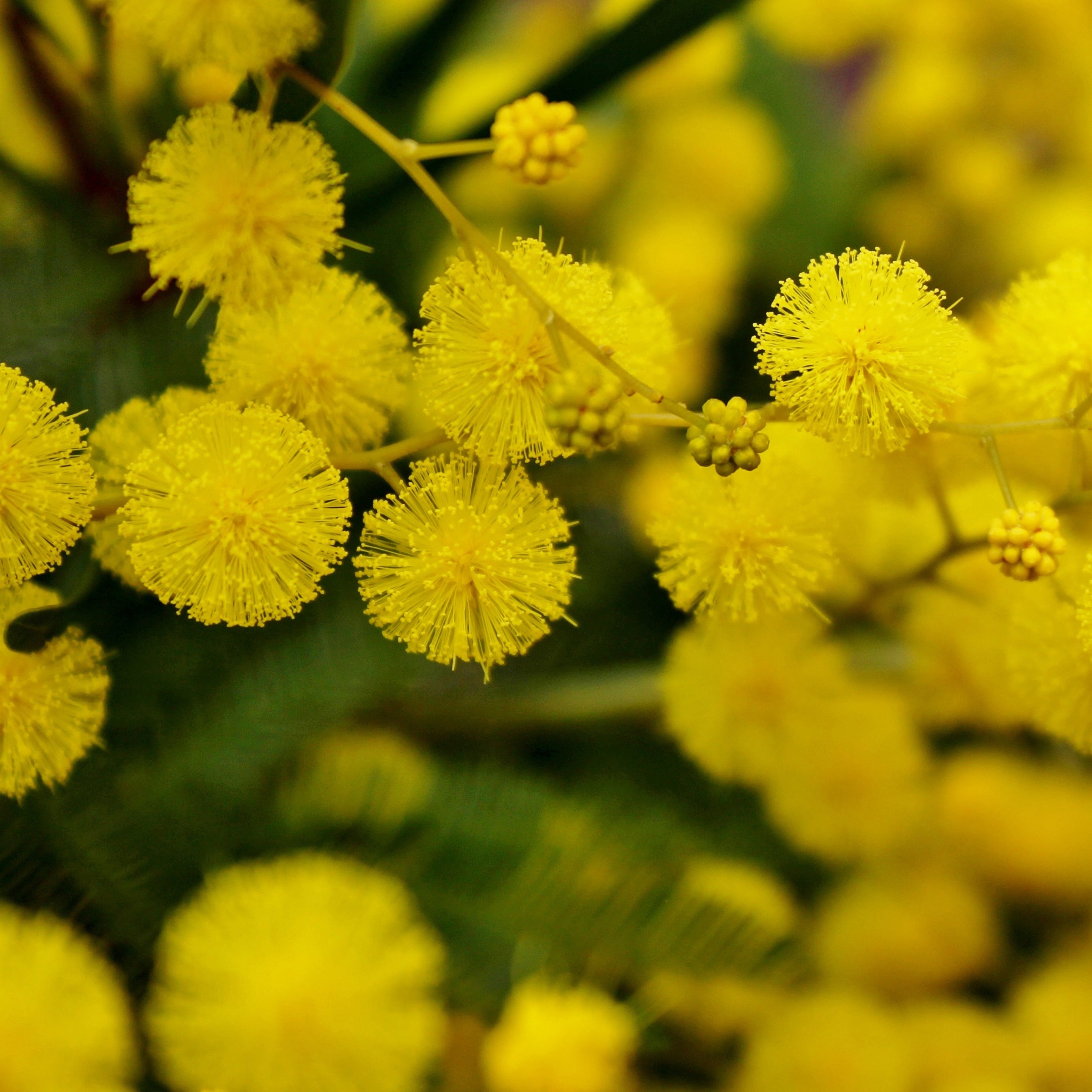 Mimosa d'hiver