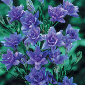 15 Tritéléias Bleu Royal - Triteleia laxa royal blue - Plantes