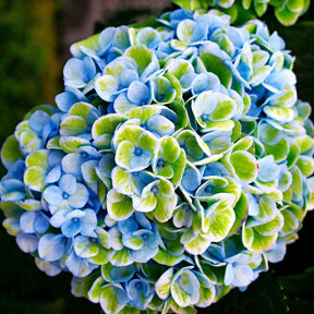 Hortensia Revolution Blue - Hydrangea macrophylla 'revolution blue' - Arbustes