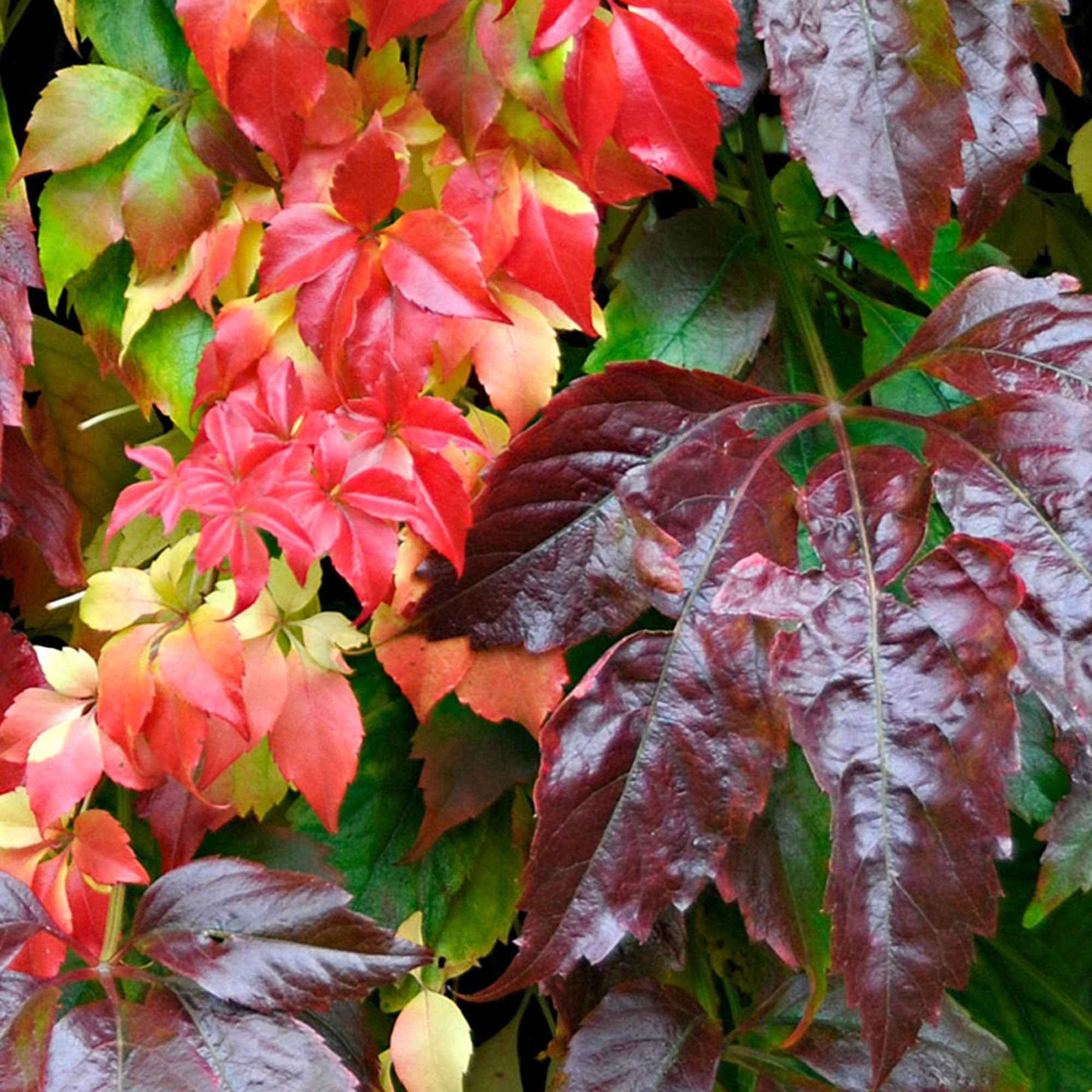 Vigne vierge Engelmannii - Parthenocissus quinquefolia 'engelmannii' - Plantes grimpantes