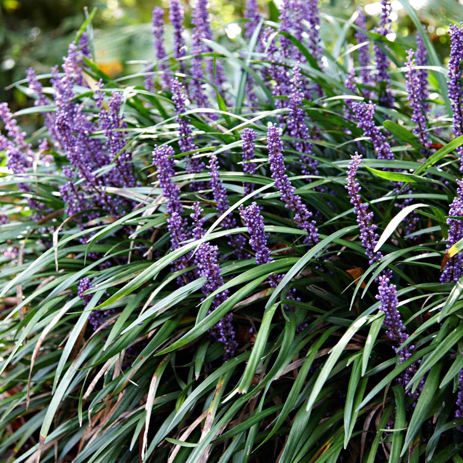 Liriope muscari Ingwersen - Liriope muscari ingwersen - Plantes vivaces