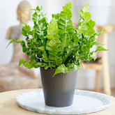 Fougère nid d'oiseau Crispy Wave - Asplenium nidus crispy wave