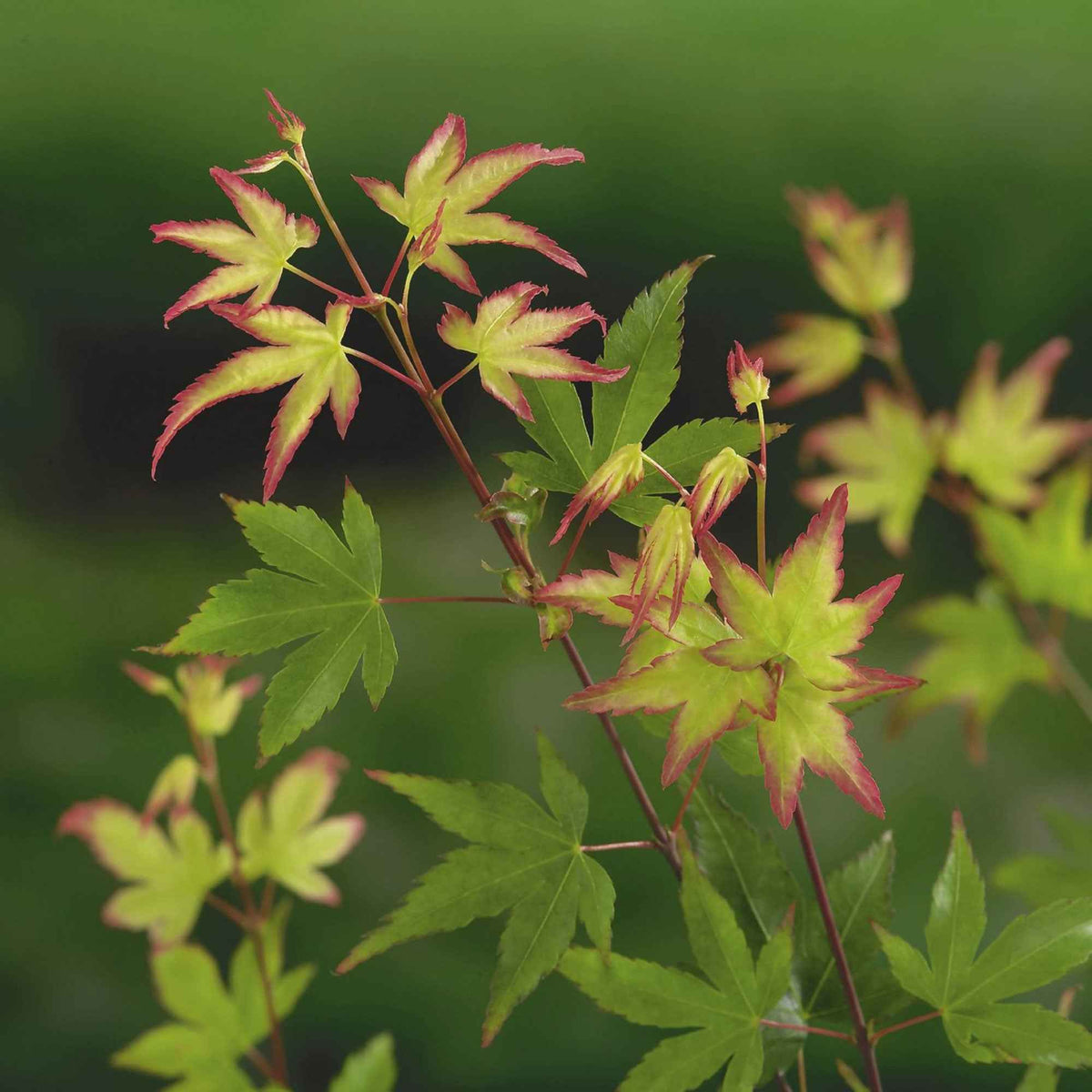 Erable du Japon Little Princess - Acer palmatum little princess - Willemse