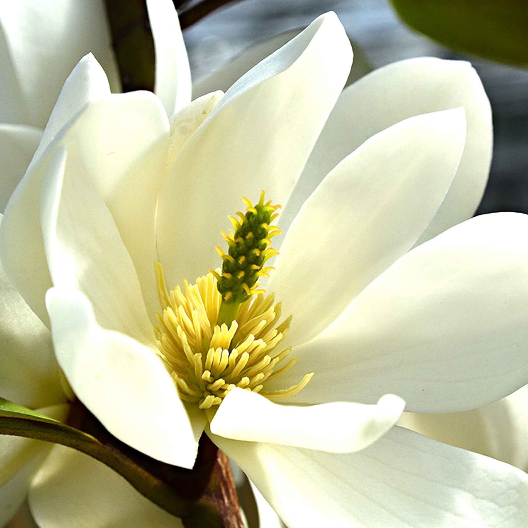 Magnolia Fairy White - Michelia hybride - Magnolia fairy white - michelia hybride - Plantes