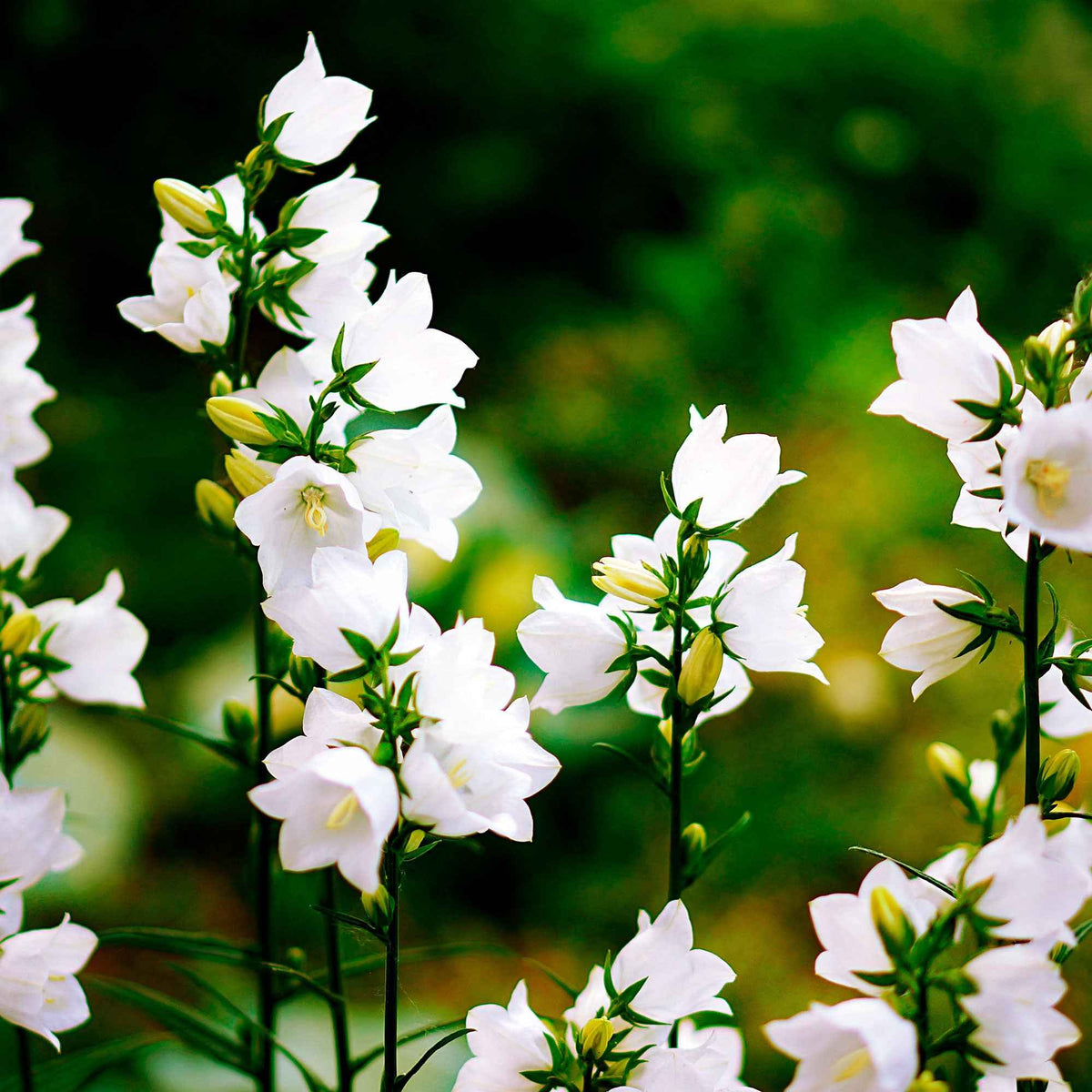 3 Campanules des Carpates Alba - Campanula carpatica alba - Plantes vivaces