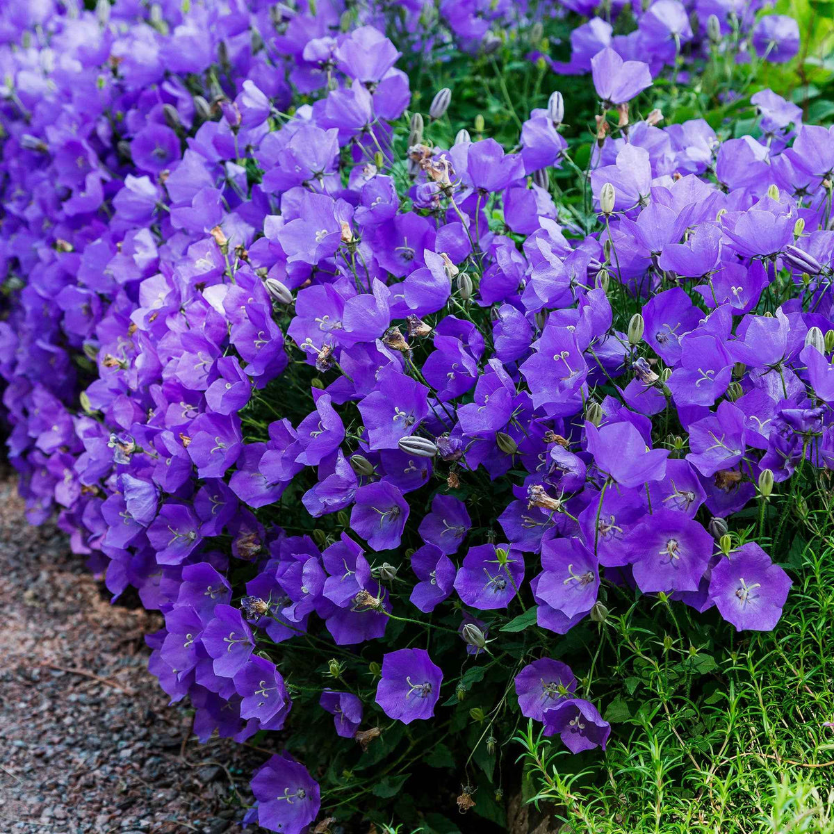 3 Campanules des Carpates - Campanula carpatica - Plantes