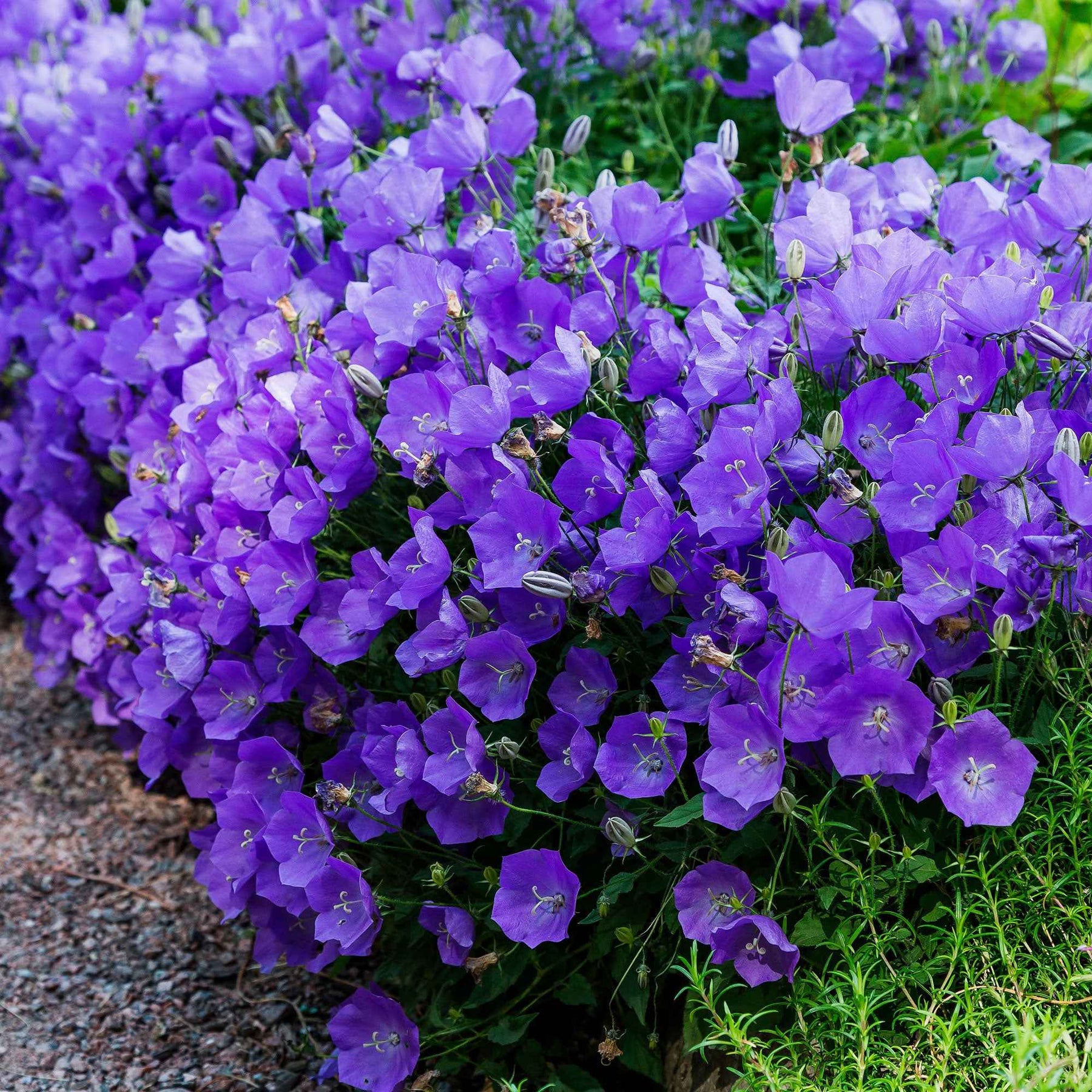 3 Campanules des Carpates - Campanula carpatica - Plantes