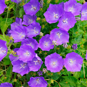 3 Campanules des Carpates - Campanula carpatica - Plantes vivaces