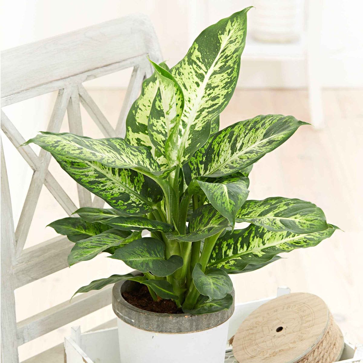 Dieffenbachia Sublime - Willemse