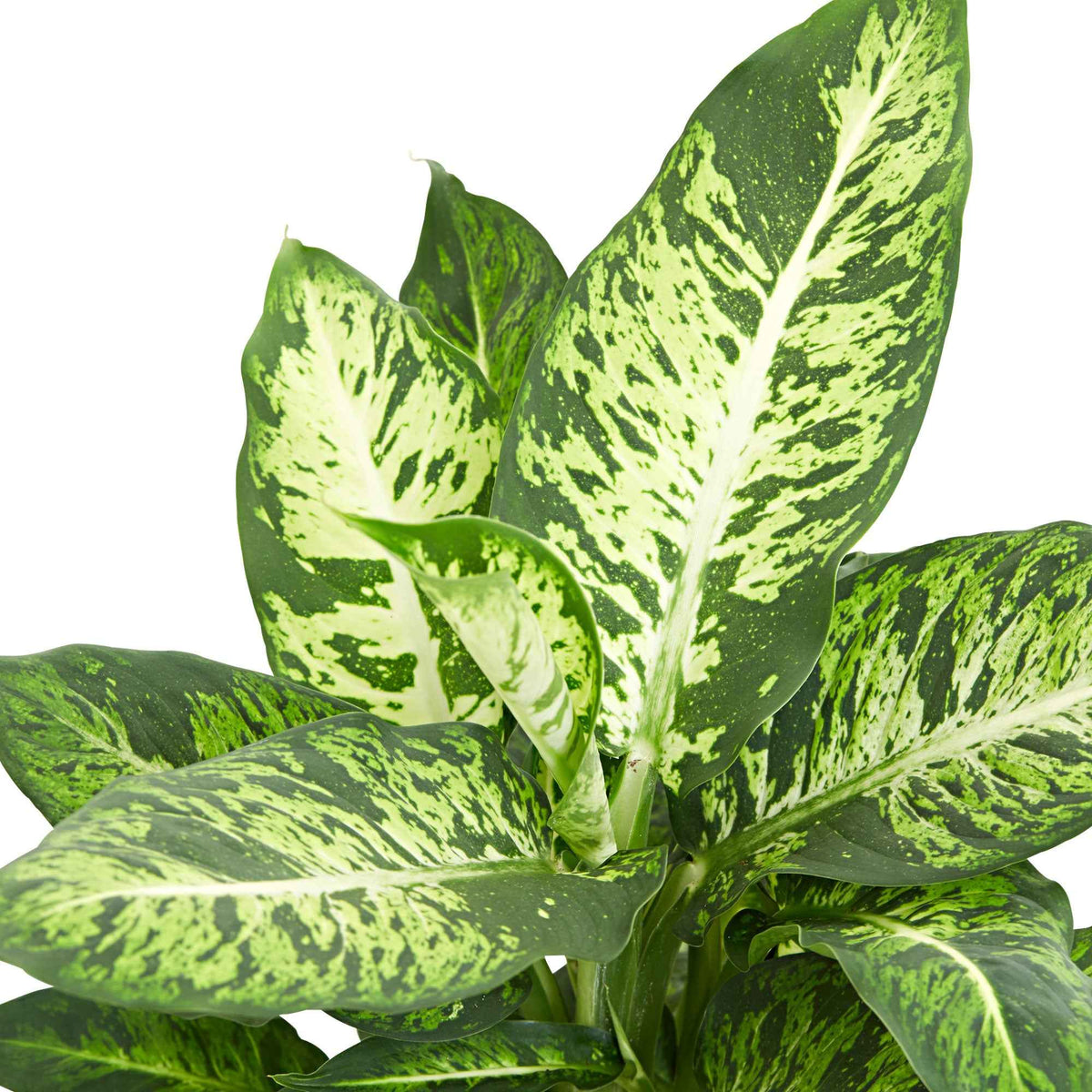 Dieffenbachia Sublime - Dieffenbachia sublime - Willemse