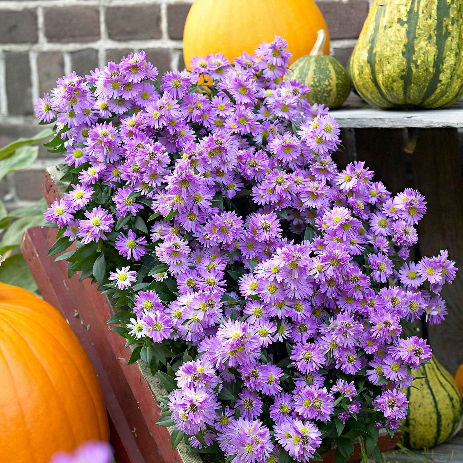 3 Astères de Nouvelle-Angleterre Purple Dome - Aster novae-angliae purple dome - Plantes